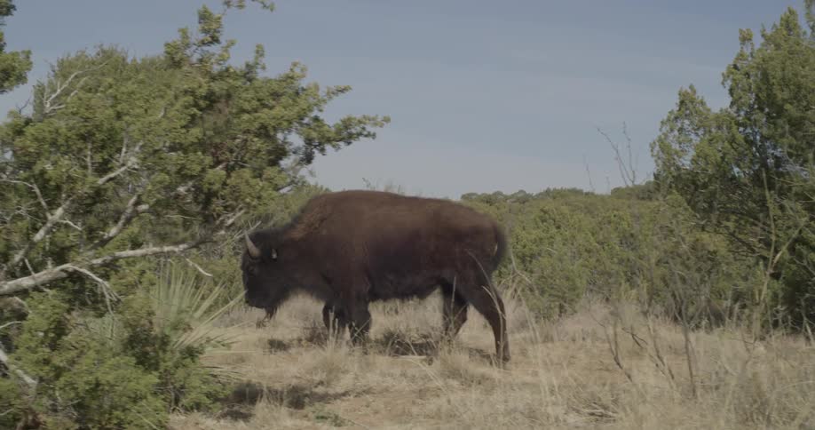 A buffalo walks in between shrubs and trees