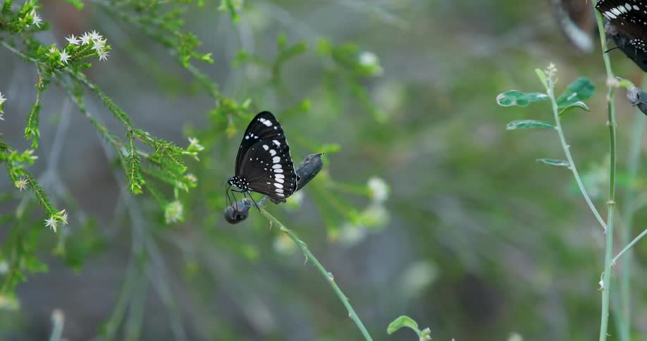 Black and white butterfly perched on a weed