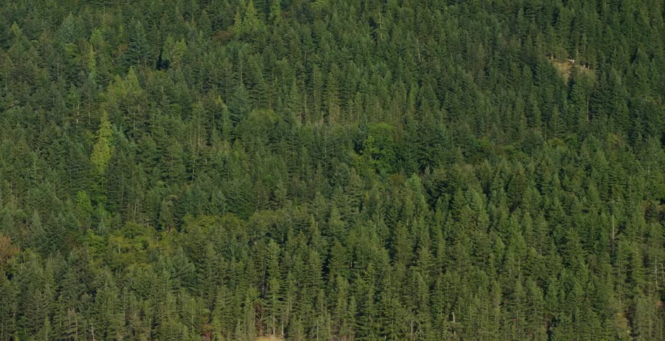 Tall trees tower in the forest