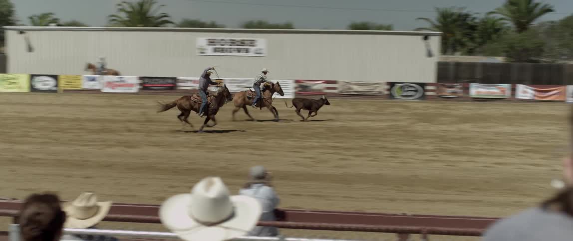Cowboys chase a cow on horseback at a rodeo