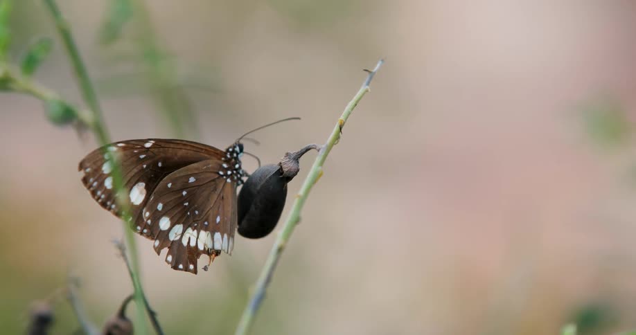 A brown butterfly stands on a plant bud