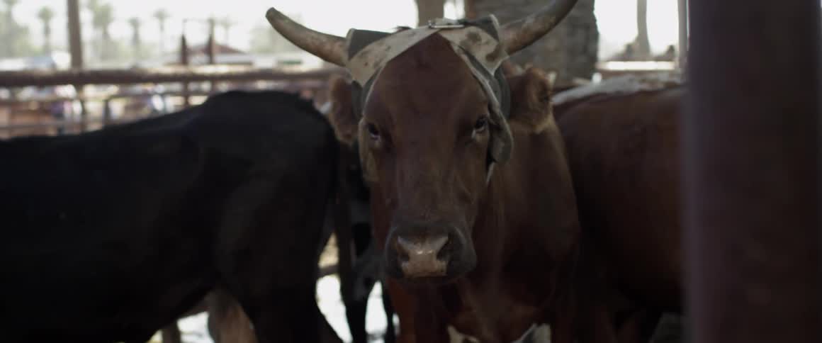 Cattle in a pen on a sunny day