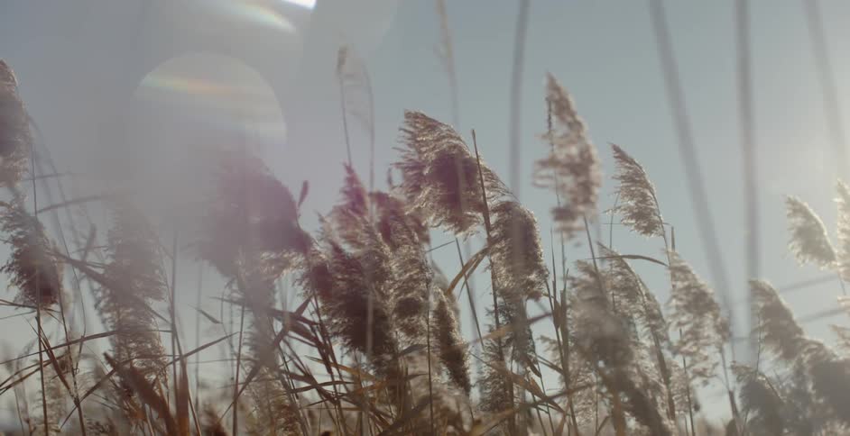 Weeds blowing in the wind on a sunny day