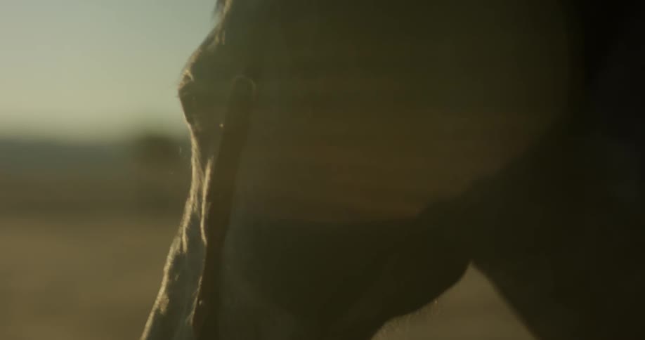 A horses mane breezes in the wind