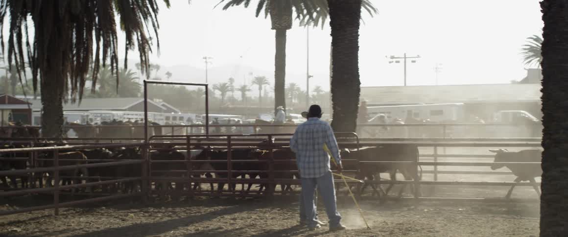 Cattle are herded through a fenced in area with cowboys riding horses nearby