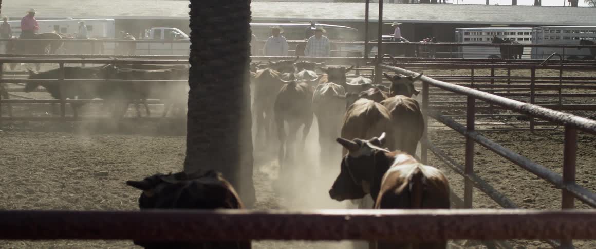 Cattle run frantically through a pen line with gates