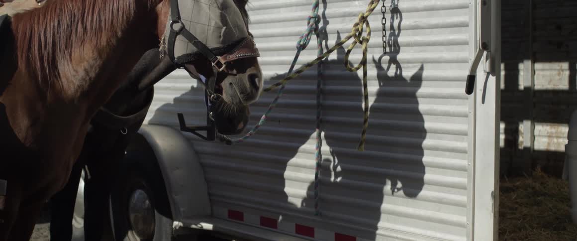 Two horses tethered to the side of a trailer