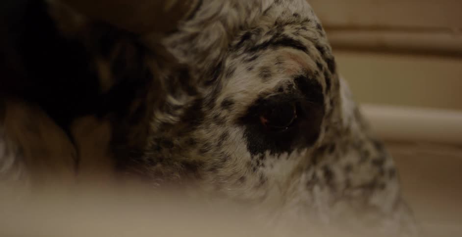A steer trapped in a pen wags its ear