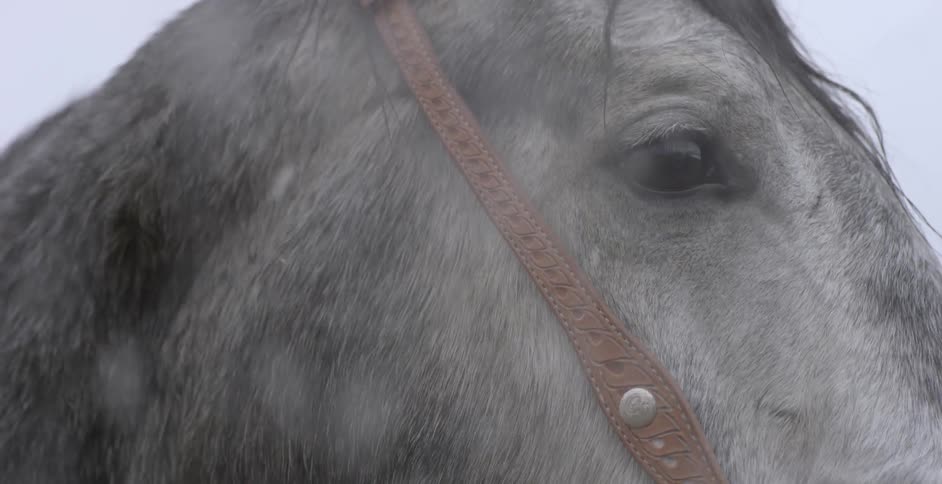Close up of horses face outside on a snowy day
