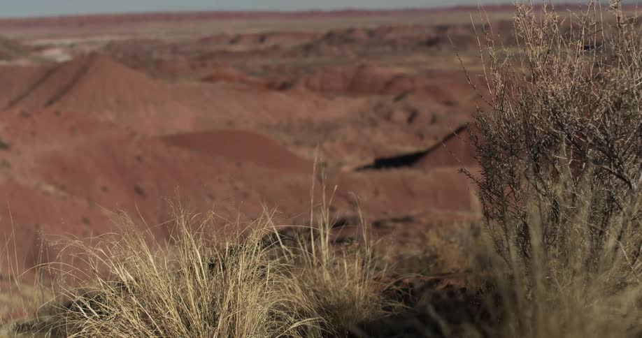 Weeds on a hill overlooking a hilly desert