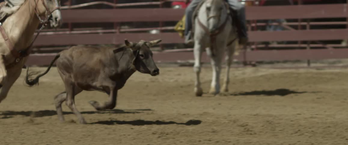 Person riding a horse tries to lasso a small calf