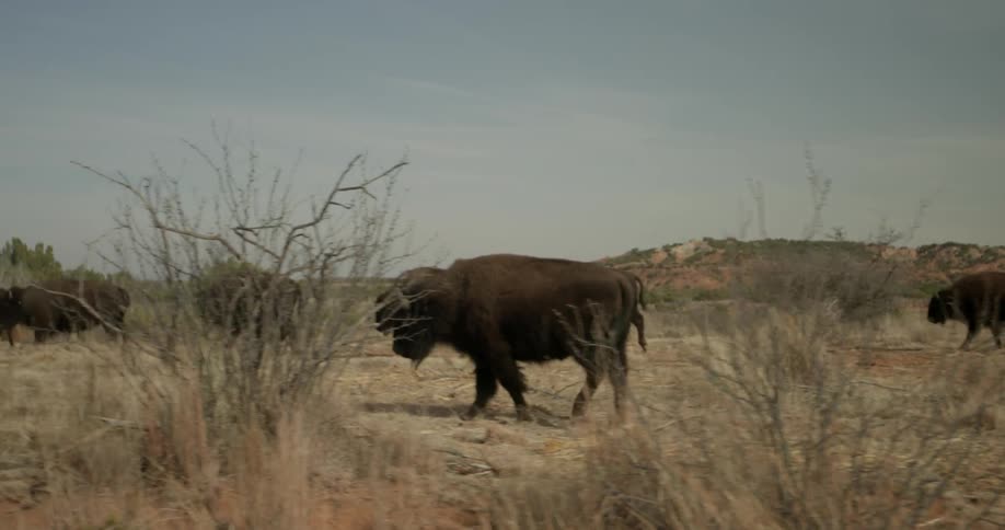 Buffalo graze in a field