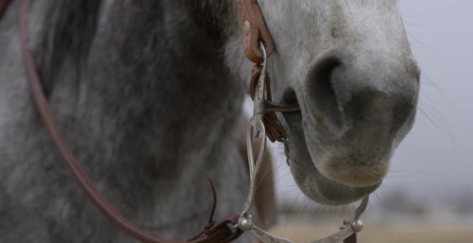 A horse chews on its bit in the snow