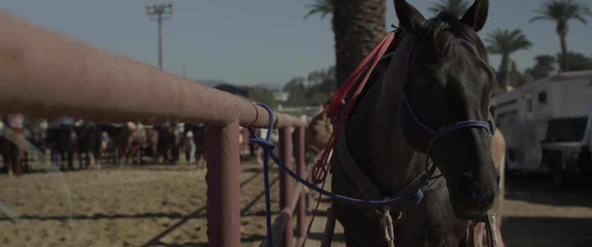 A horse is tied to a rusty fence