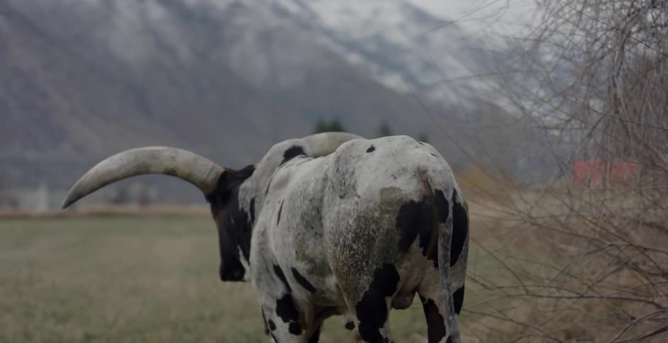 A bull stands outside while it begins to snow