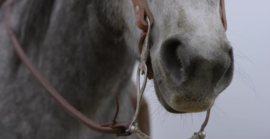 White horse standing outside while it snows
