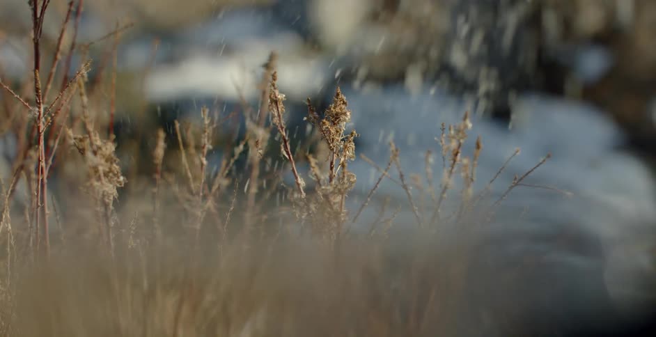 Snow falls on the stalks and stems in a field