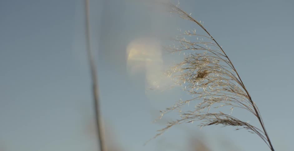 The wind is blowing the tall weeds