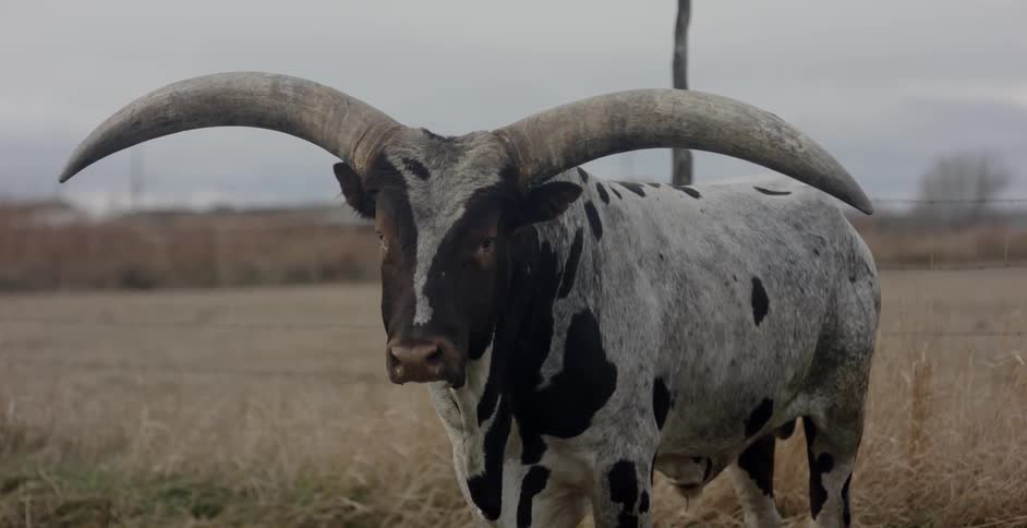 A steer wags its ear in the field