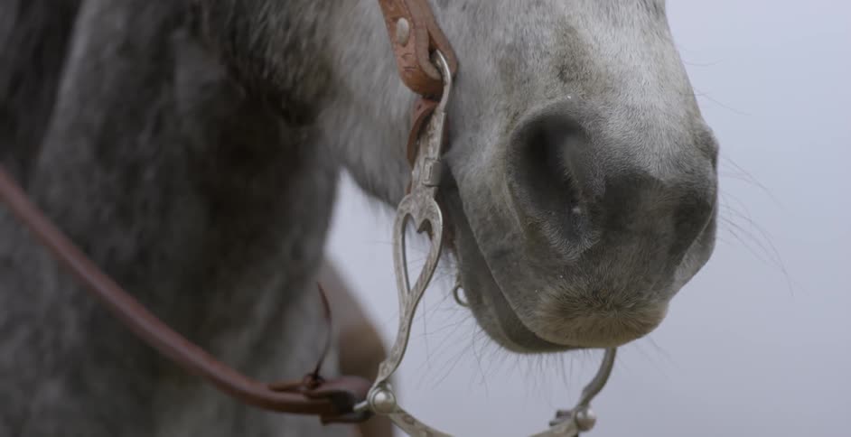 Snow falls on a gray horse