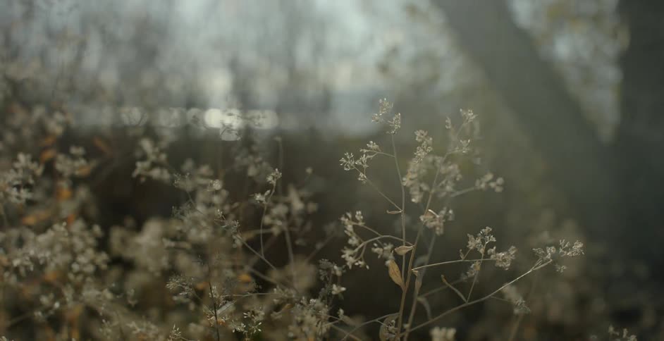 Close up of weeds in the sunlight