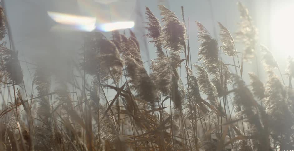 Weeds blowing in the wind on a sunny day