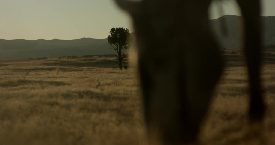 A horse eats hay in a field
