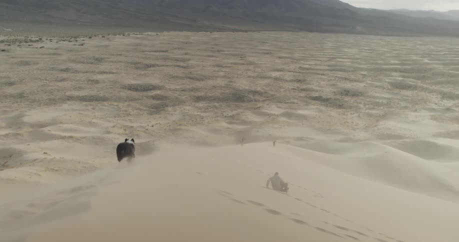 A dog chases a man sledding down a sand dune in the desert