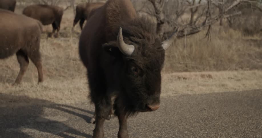 Herd of buffalo stands in the middle of a road