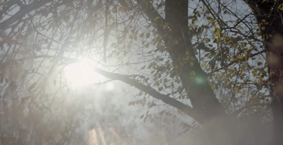The sun is shining over the tall trees