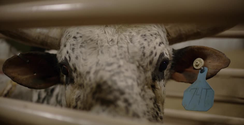 A penned up bull has a tag on its ear