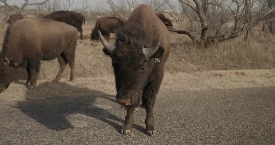 Tagged buffalo graze in the field
