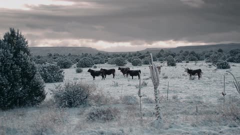 Cattle graze in a snowy field