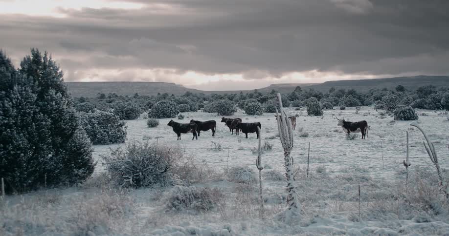 Cattle graze in a snowy field