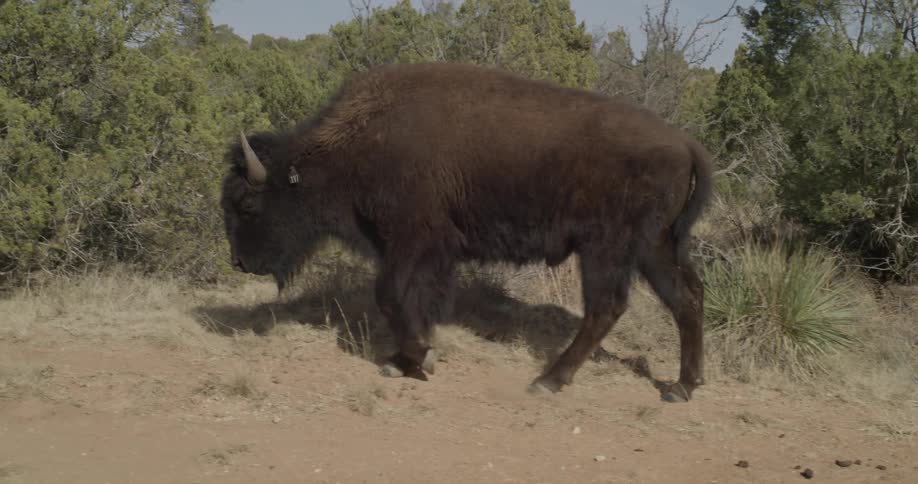 A buffalo walks near shrubs