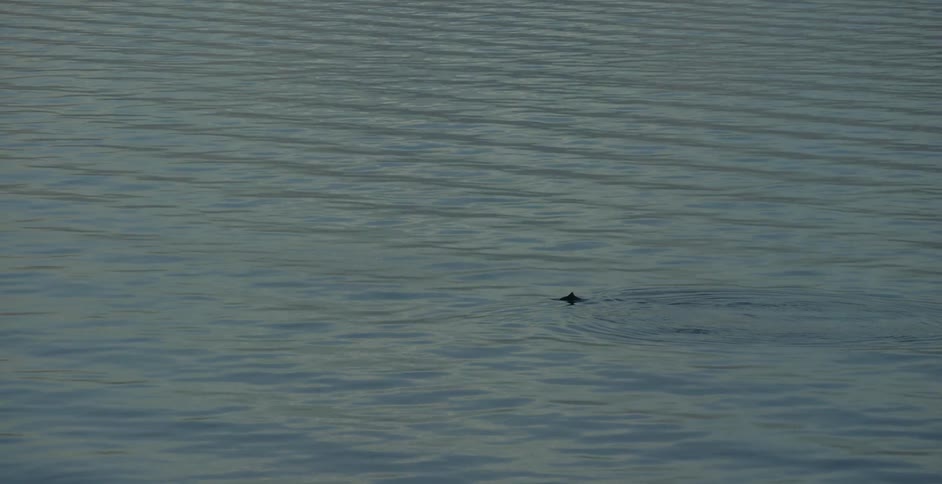 Close up of a body of water