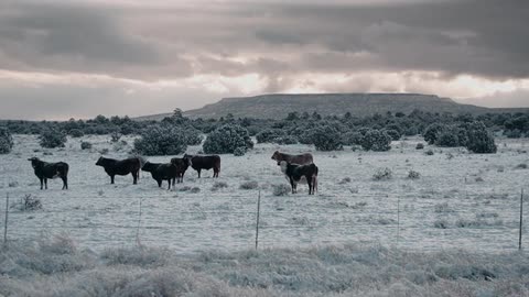Cows standing out in snow covered pasture on cloudy evening