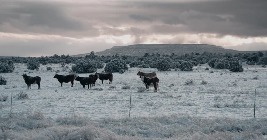 Cows standing out in snow covered pasture on cloudy evening