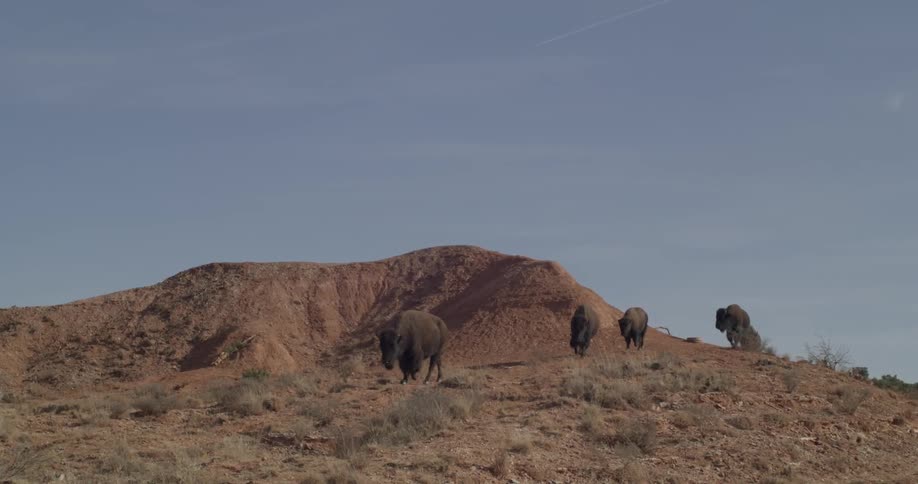 Bison or buffalo are walking in a herd during the day