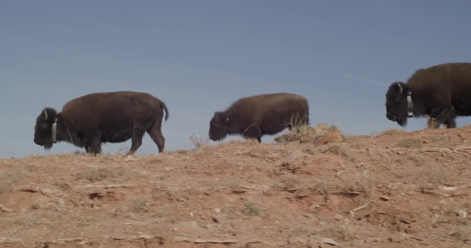 The buffalo walk along the hill on a sunny day