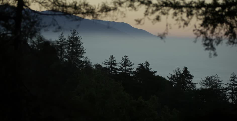 Forest of trees near a mountain range