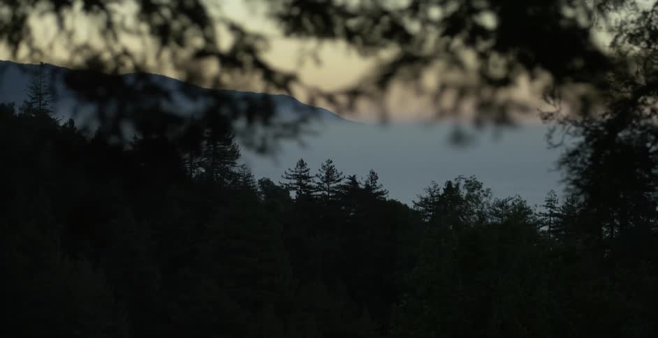 The branches and tree tops of a mountain forest at sunset