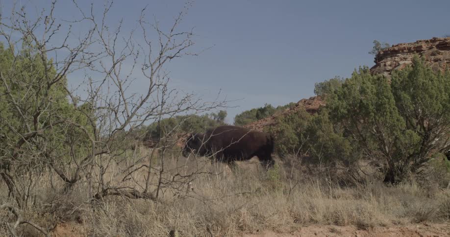 Buffalo walks through a grassy area near a small cliff