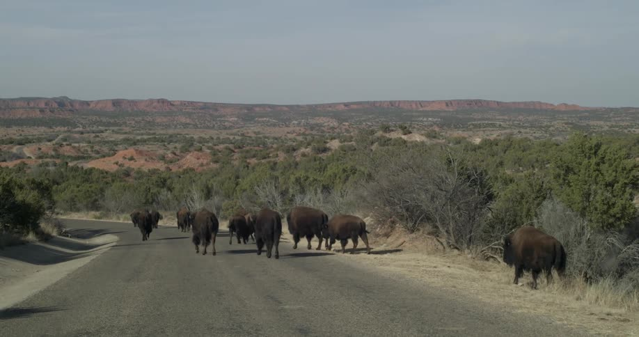 A herd of buffalo walk on a rural road