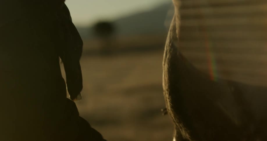 A cowboy brushes his horse in a field