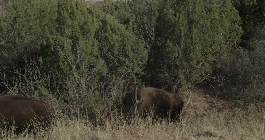 Bison or buffalo are walking up an incline during the day