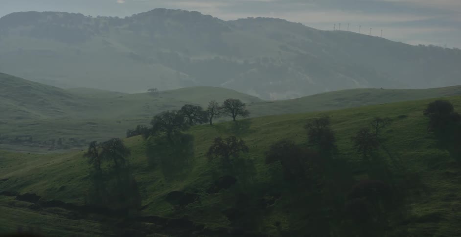 Trees on rolling hills