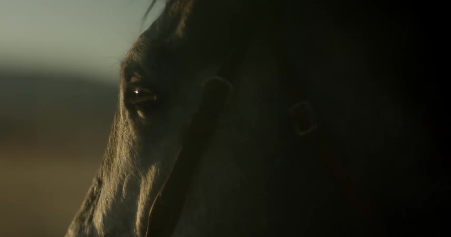 A horse blinks its eye