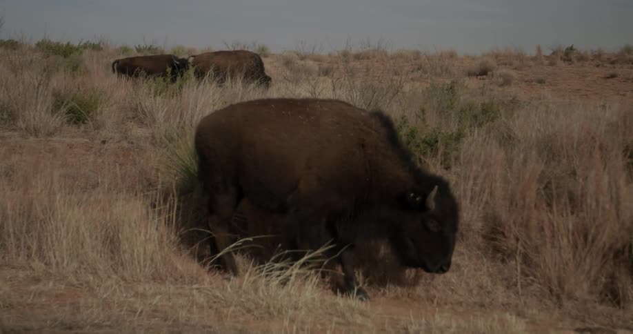 A buffalo walks in a grassy field