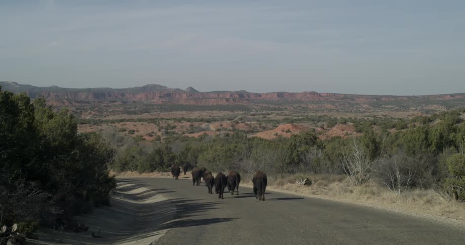 Herd of buffalo walks down a road in the desert
